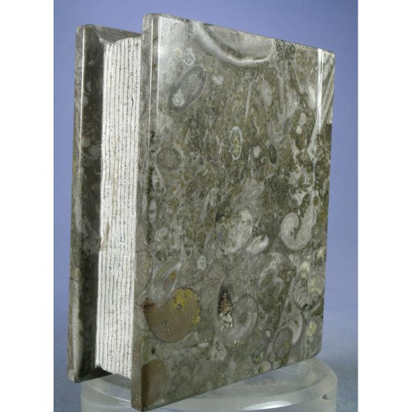 Orthoceras Fossil "Book" from Erfoud, Draa-Tafilalet, Morocco - Image 2