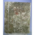 Orthoceras Fossil "Book" from Erfoud, Draa-Tafilalet, Morocco - Image 3