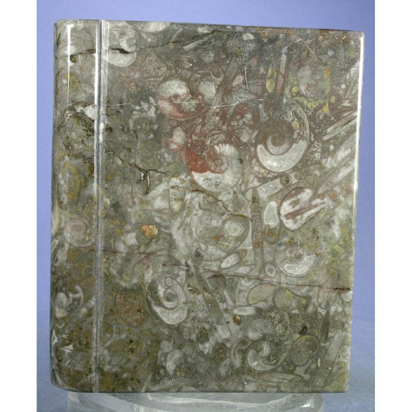 Orthoceras Fossil "Book" from Erfoud, Draa-Tafilalet, Morocco - Image 3