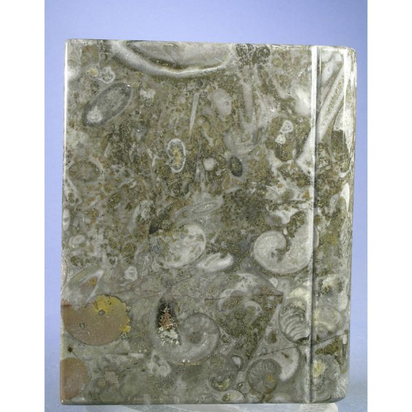 Orthoceras Fossil "Book" from Erfoud, Draa-Tafilalet, Morocco - Image 7