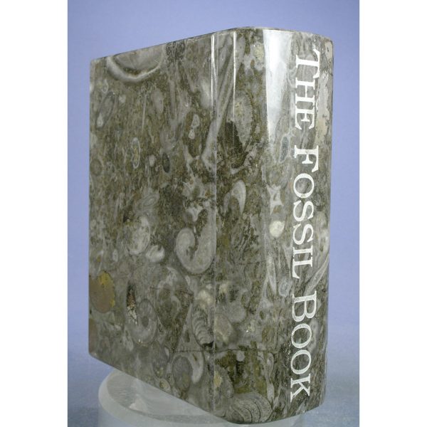 Orthoceras Fossil "Book" from Erfoud, Draa-Tafilalet, Morocco - Image 8